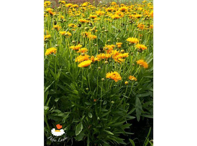 Coreopsis grandiflora   'Early Sunrise'